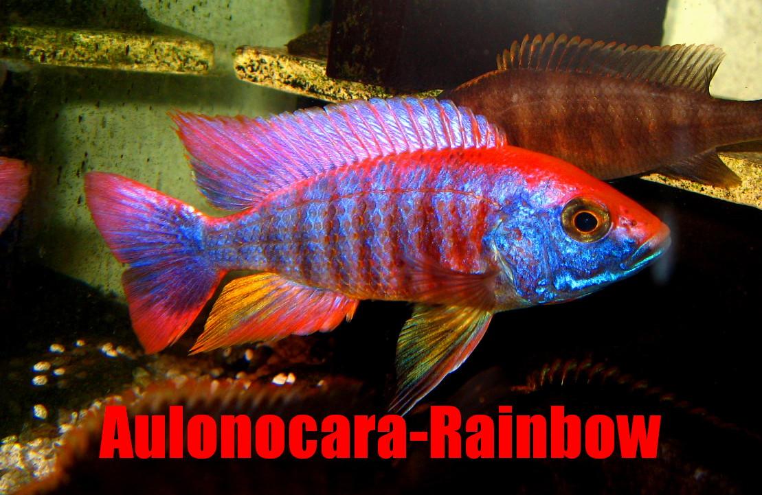 Aulonocara-Rainbow